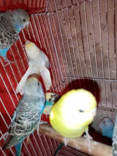 pair b mila ga or signal tota b mila ga or bchao k sat b pair miljaga