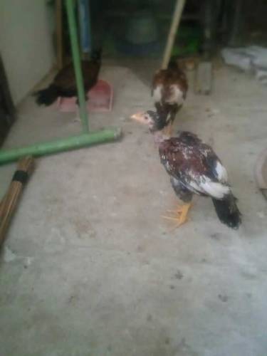 Aseel chicks