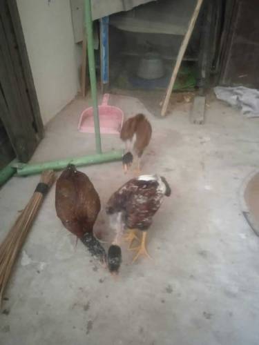 Aseel chicks