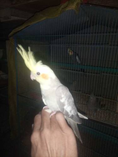 Coktel bird