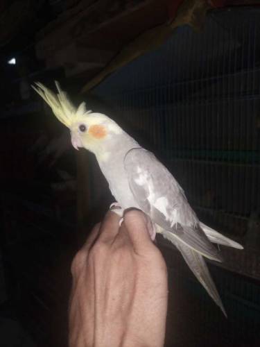 Coktel bird