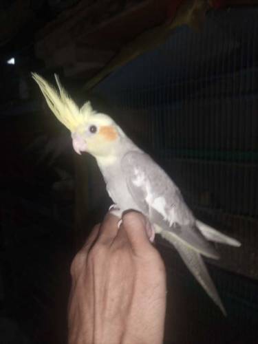 Coktel bird