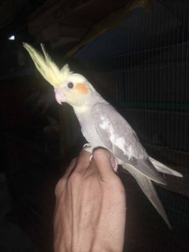 Coktel bird