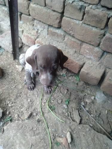 English pointer puppies 