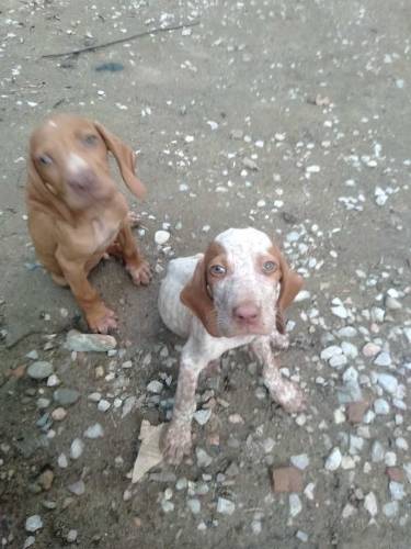 English pointer puppies 