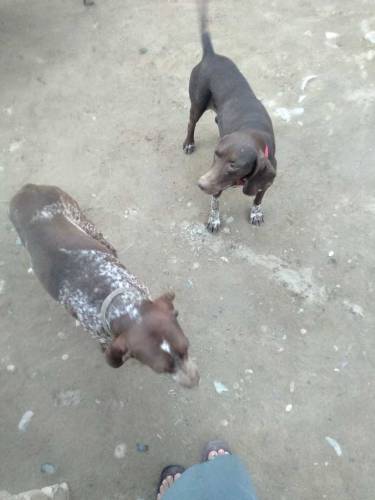 English pointer puppies 