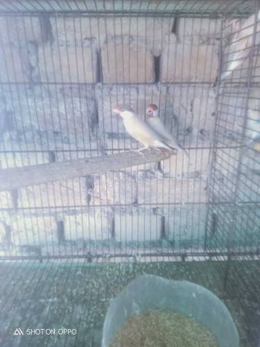 white jawa ready to breadr pair 