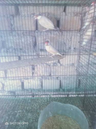 white jawa ready to breadr pair 