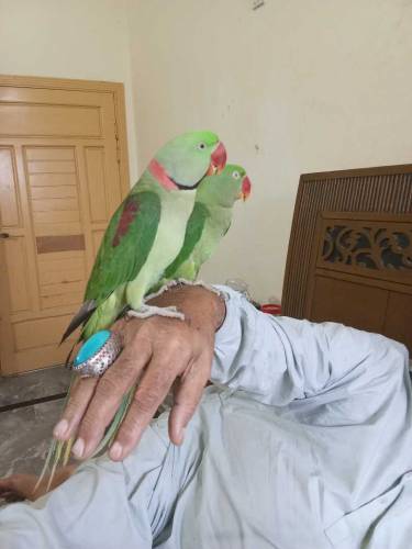 Raw breeder and tame pair 