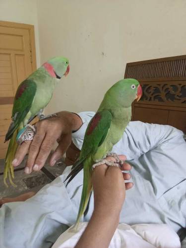 Raw breeder and tame pair 