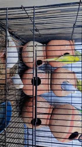 Australian birds 
