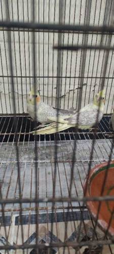 cocktail and raw parrot available for sale