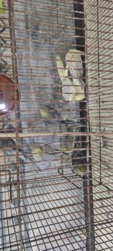 cocktail and raw parrot available for sale