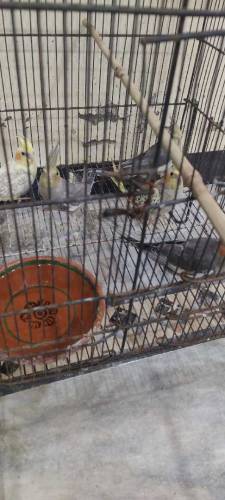 cocktail and raw parrot available for sale