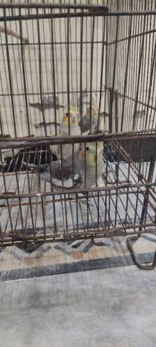 cocktail and raw parrot available for sale