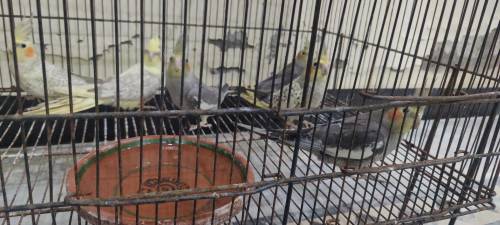 cocktail and raw parrot available for sale