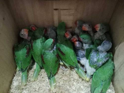 cocktail and raw parrot available for sale