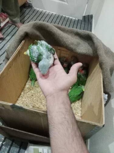 cocktail and raw parrot available for sale