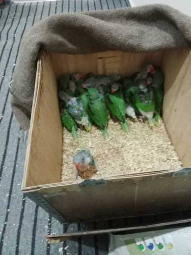 cocktail and raw parrot available for sale