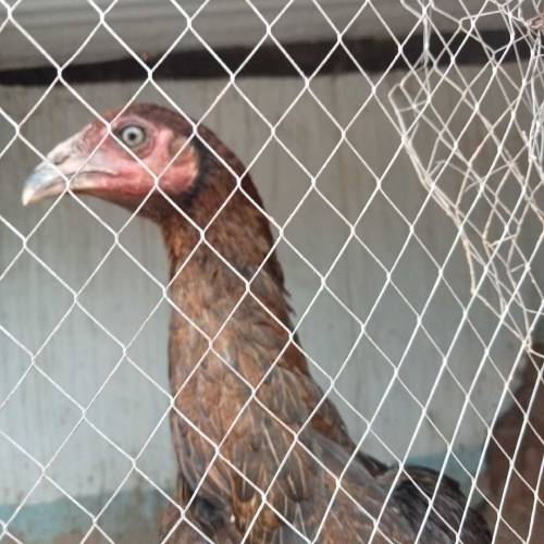 aseel hen 