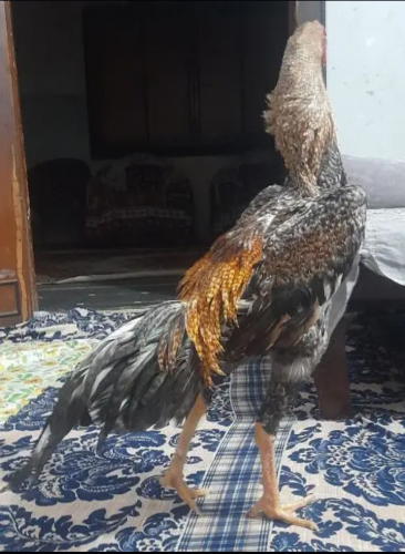 PURE GOLDEN SAMU MURGA .Age 1 year