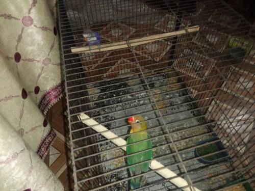 love bird pair with cage