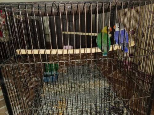 love bird pair with cage