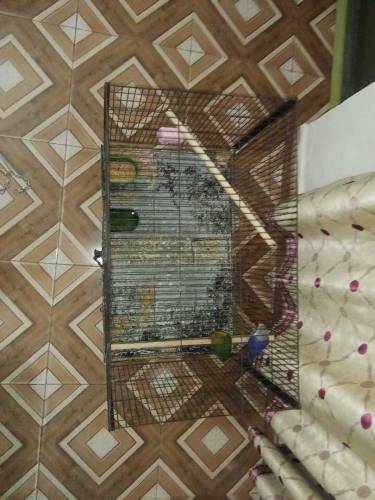 love bird pair with cage