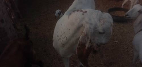 bakra sell 🐐 