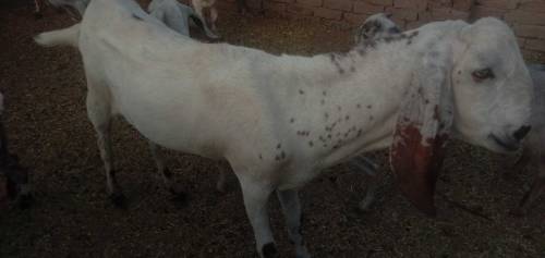 bakra sell 🐐 