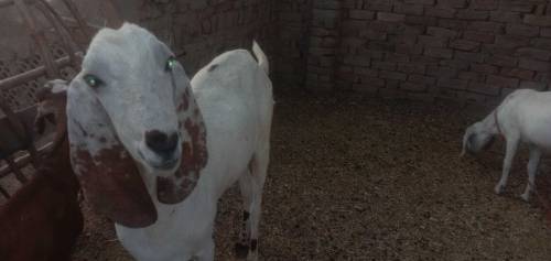 bakra sell 🐐 