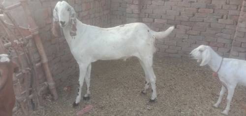 bakra sell 🐐 