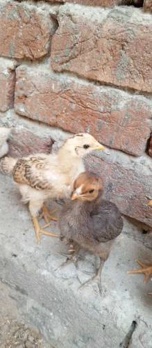 Aseel Chicks Available for sale
