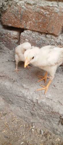 Aseel Chicks Available for sale