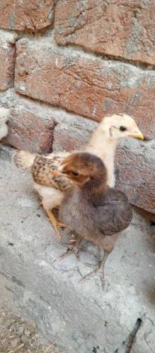Aseel Chicks Available for sale
