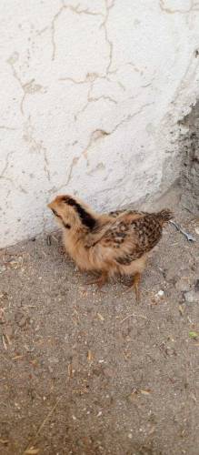 Aseel Chicks Available for sale