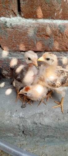 Aseel Chicks Available for sale