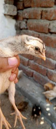 Aseel Chicks Available for sale
