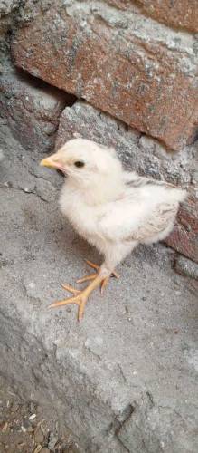 Aseel Chicks Available for sale