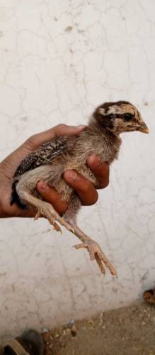 Aseel Chicks Available for sale