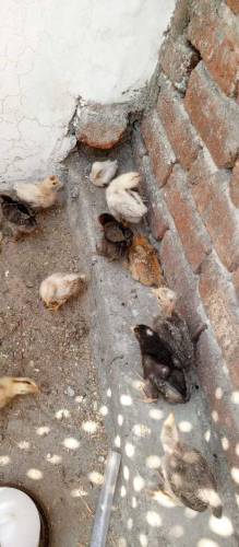Aseel Chicks Available for sale