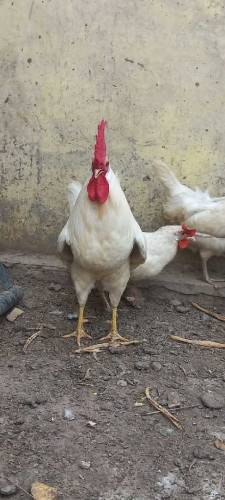 lymouth cocks white