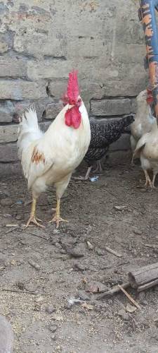lymouth cocks white