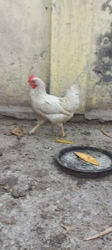 lymouth cocks white
