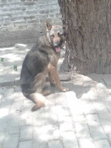 Alstian Dog