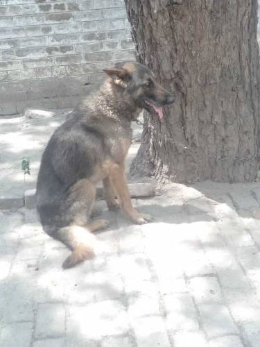 Alstian Dog