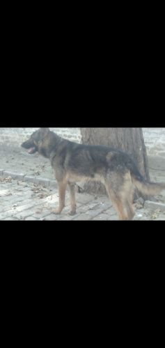 Alstian Dog