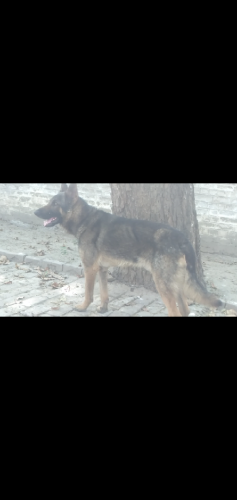 Alstian Dog