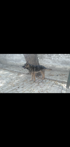 Alstian Dog