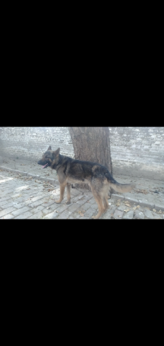 Alstian Dog